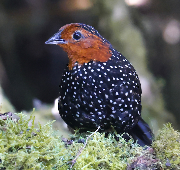 Ocellated Tapaculo