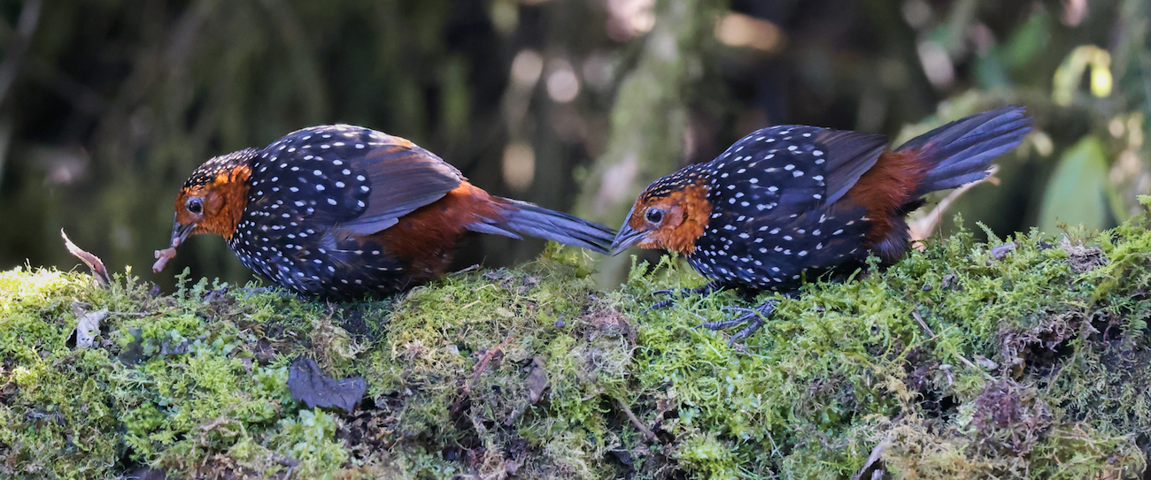 Ocellated Tapaculo