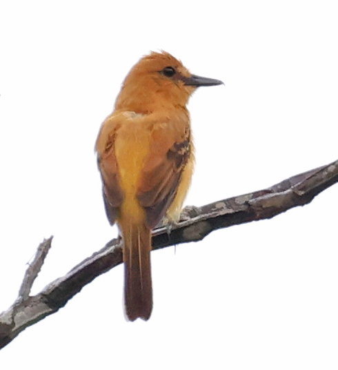 Ochraceous Attila