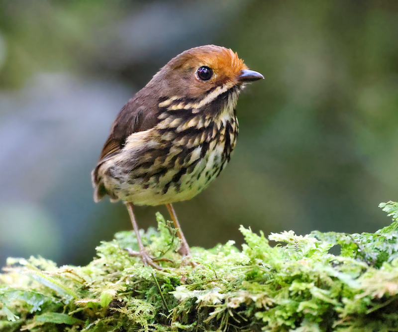 Ochre-fronted Antpitta