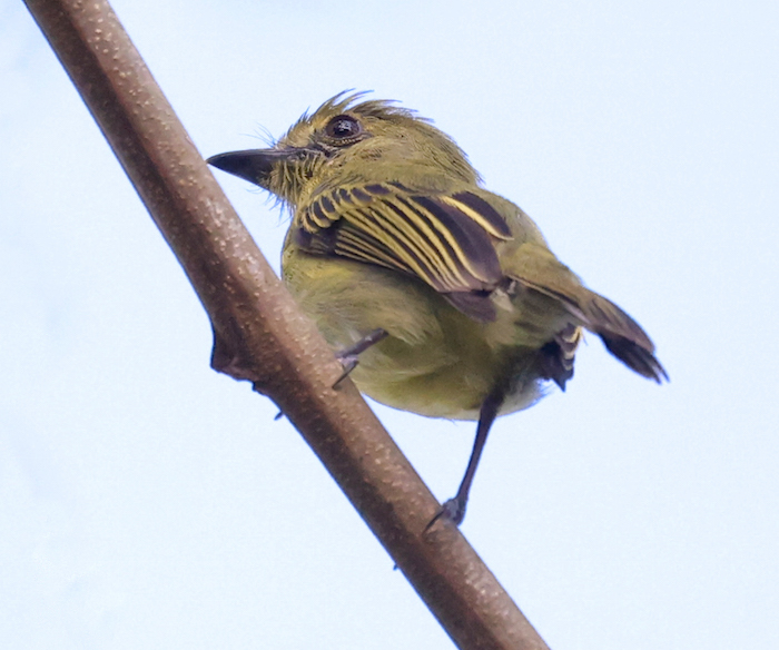 Olive-faced Flatbill