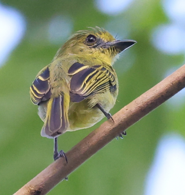 Olive-faced Flatbill