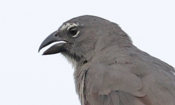 Olive-gray Saltator