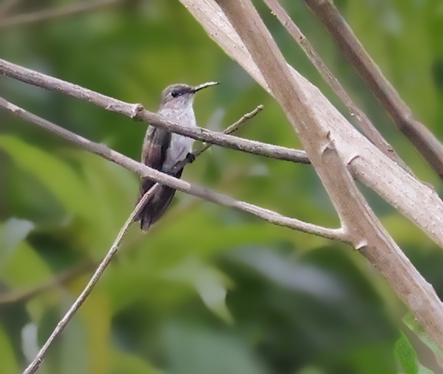 Olive-spotted Hummingbird 