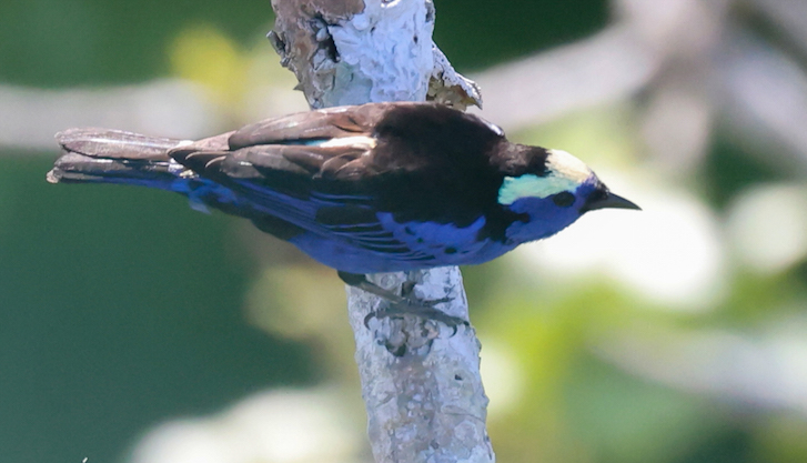 Opal-crowned Tanager