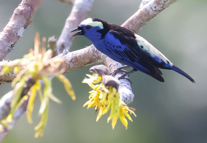 Opal-crowned Tanager