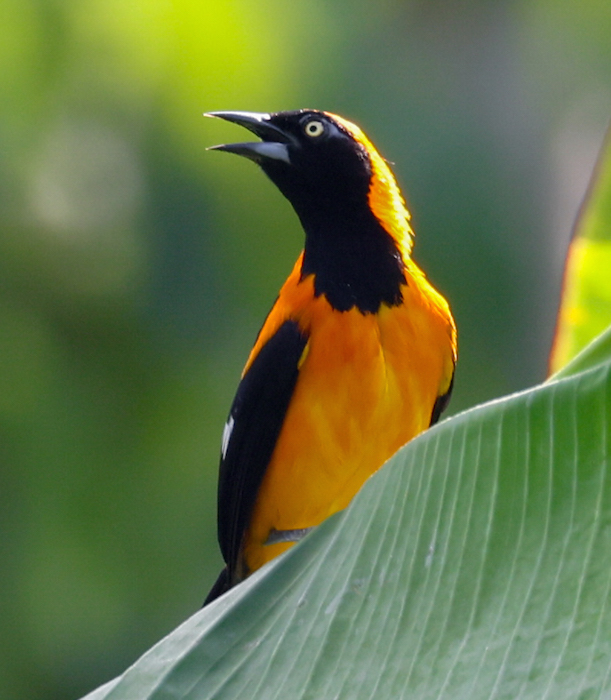 Orange-backed Troupial