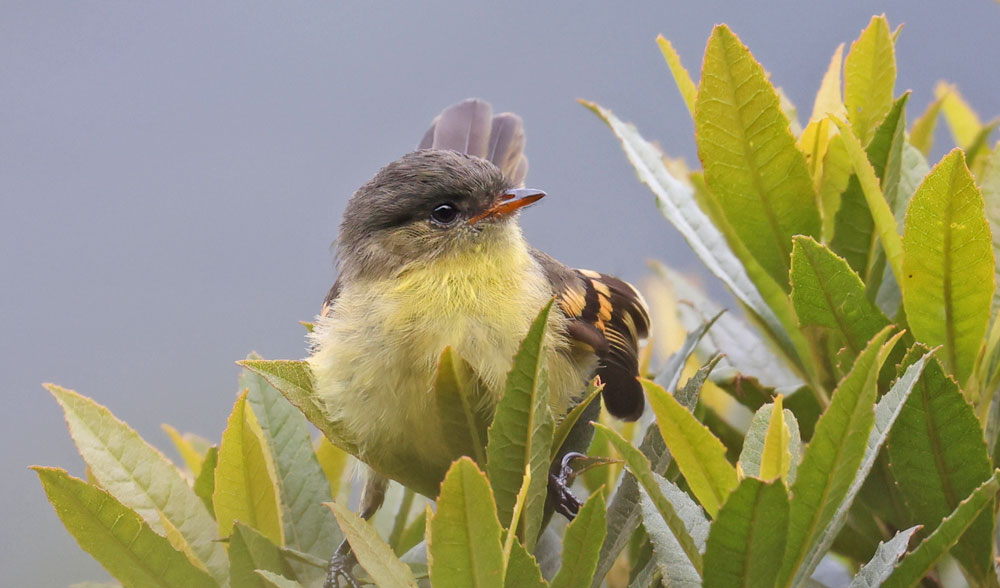 Orange-banded Flycatcher
