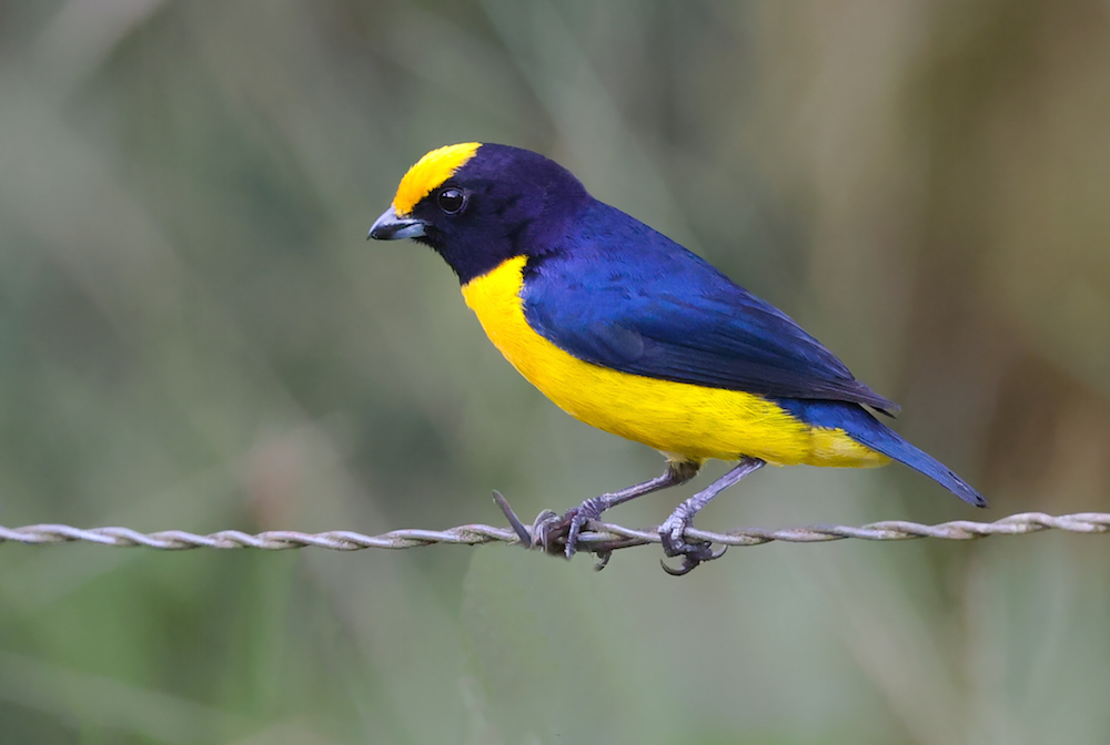 Orange-bellied Euphonia