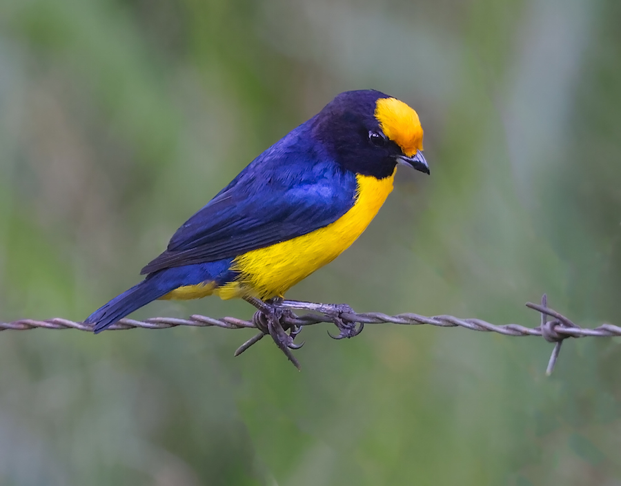Orange-bellied Euphonia