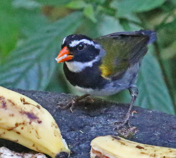 Orange-billed Sparrow (adult)