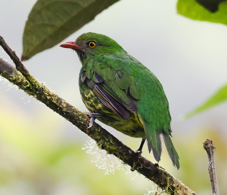 Orange-breasted Fruiteater