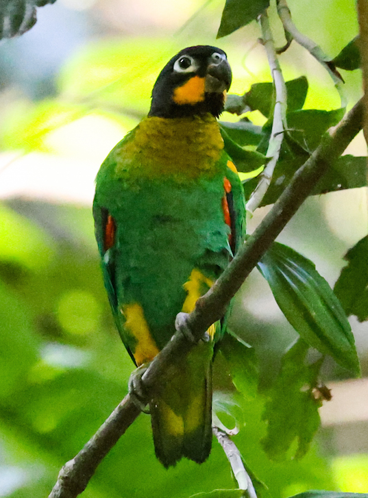 Orange-cheeked Parrot