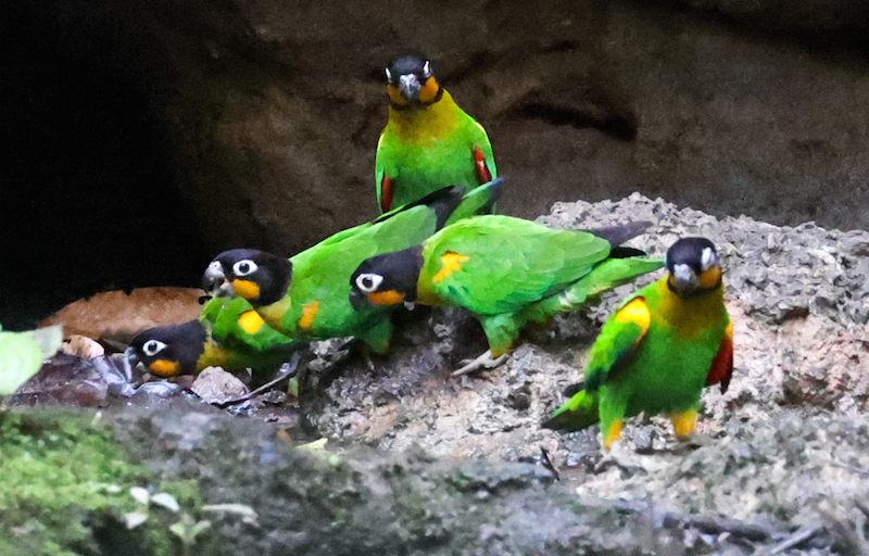 Orange-cheeked Parrot