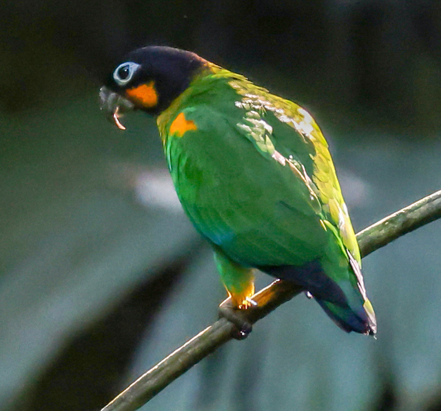 Orange-cheeked Parrot