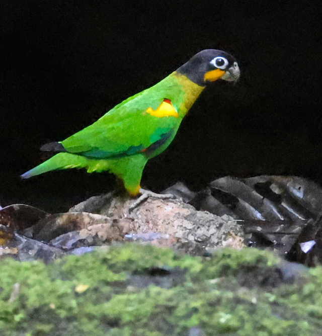 Orange-cheeked Parrot