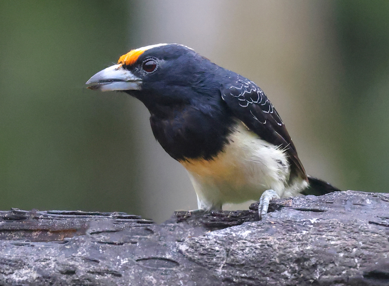 Orange-fronted Barbet