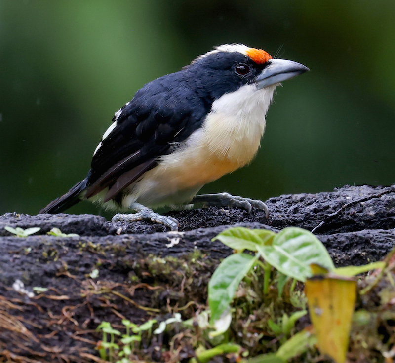 Orange-fronted Barbet