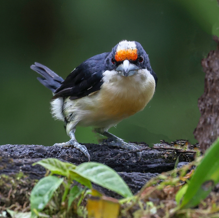 Orange-fronted Barbet