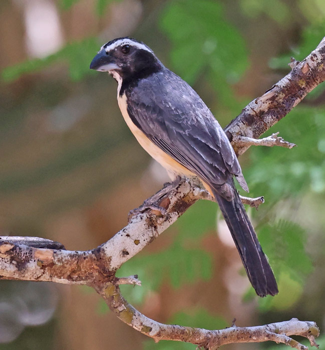 Orinocan Saltator