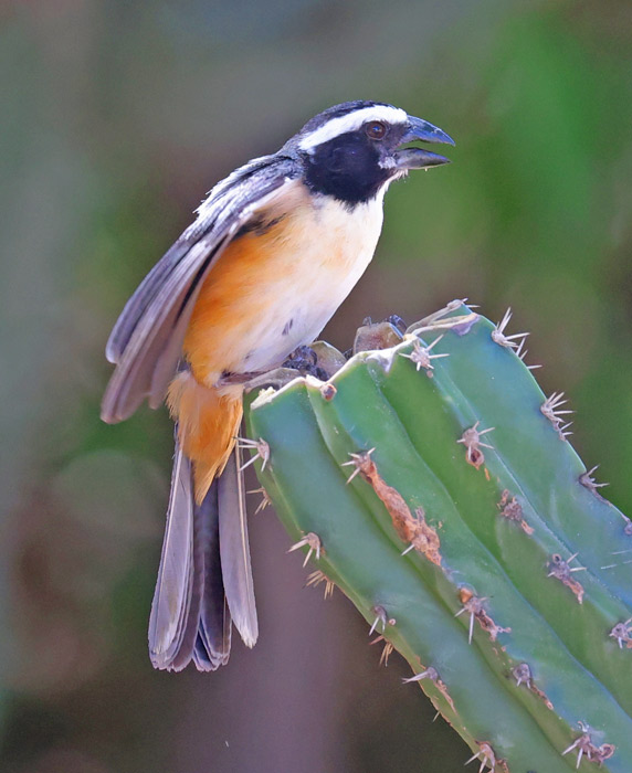 Orinocan Saltator