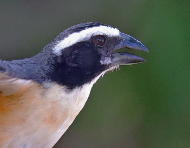 Orinocan Saltator