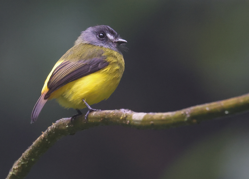 Ornate Flycatcher