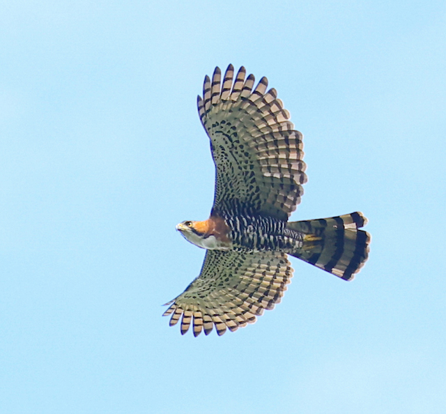 Ornate Hawk-eagle