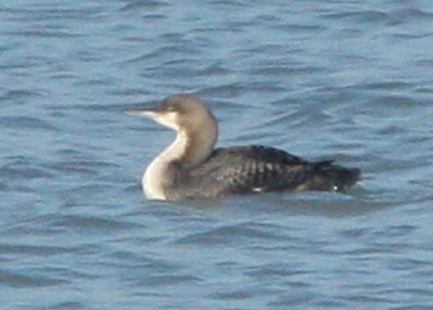 Pacific Loon (juvenile)