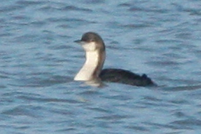 Pacific Loon (juvenile)