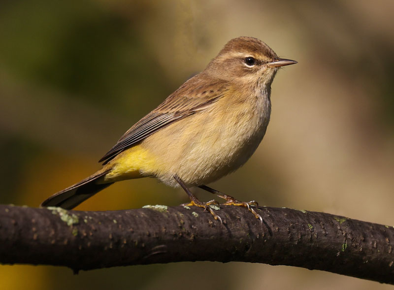 Palm Warbler photo #5
