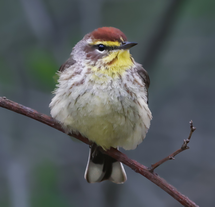 Palm Warbler