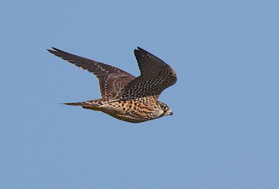 Peregrine Falcon