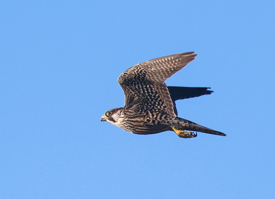 Peregrine Falcon
