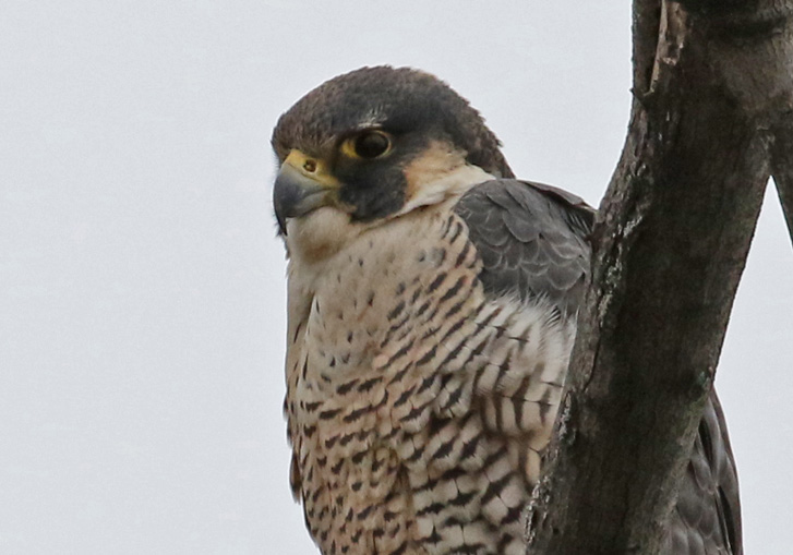 Peregrine Falcon (adult)