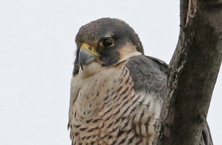 peregrine falcon nest cameras indiana