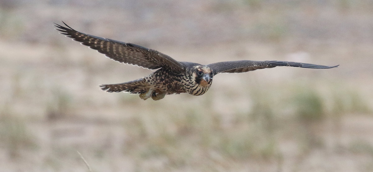 Peregrine Falcon (juvenile Tundra form)