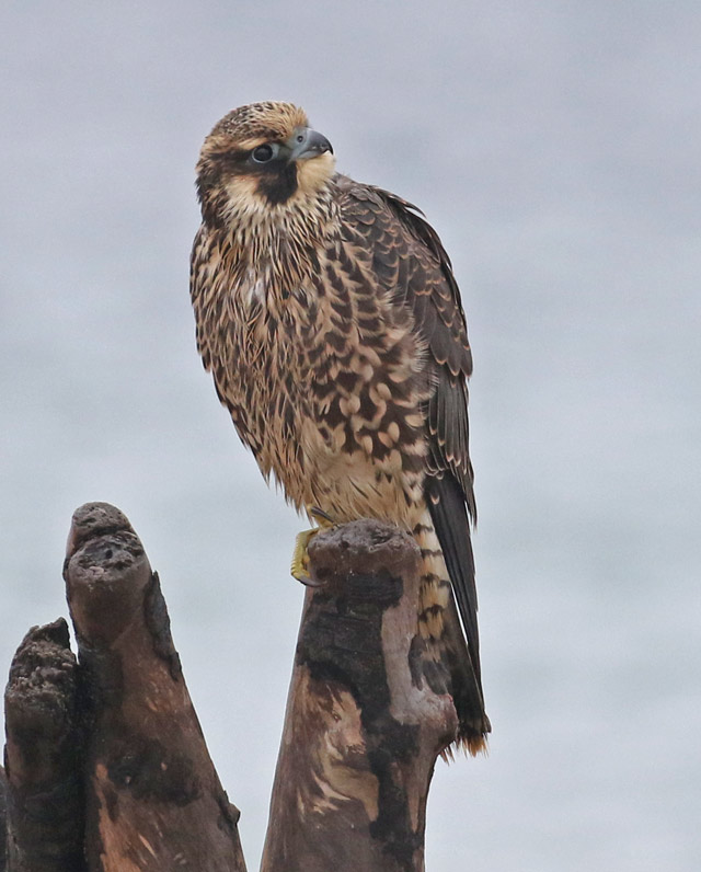 Peregrine Falcon (juvenile Tundra form)