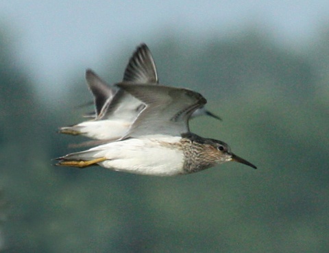 Pectoral Sandpiper (fall adult in flight)