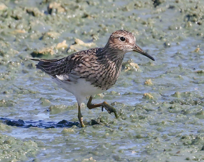 Pectoral Sandpiper (fall adult)