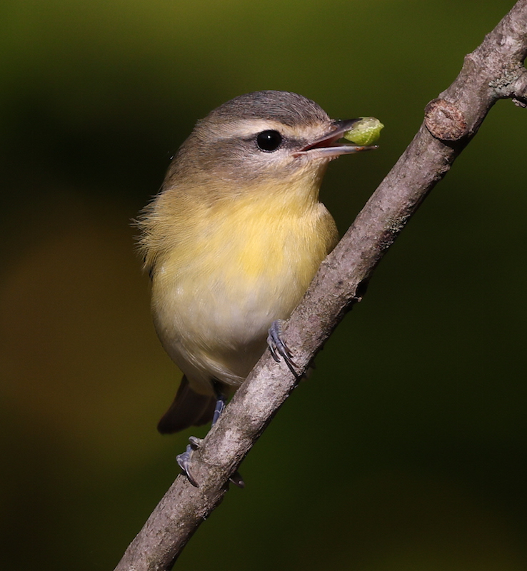 Philadelphia Vireo photo #2