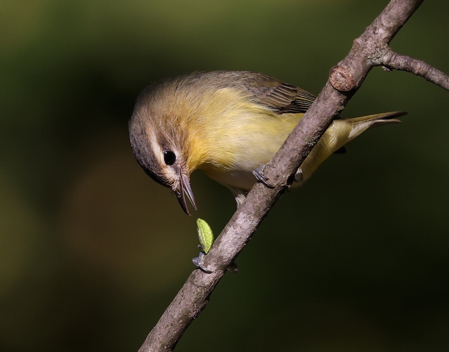 Philadelphia Vireo photo #3