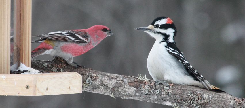 Pine Grosbeak and Hairy Woodpecker