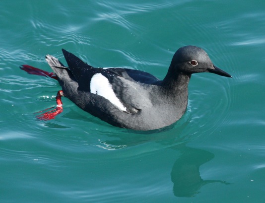 Pigeon Guillemot (breeding adult) photo #3