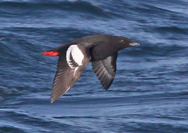 Pigeon Guillemot (breeding adult) photo #4