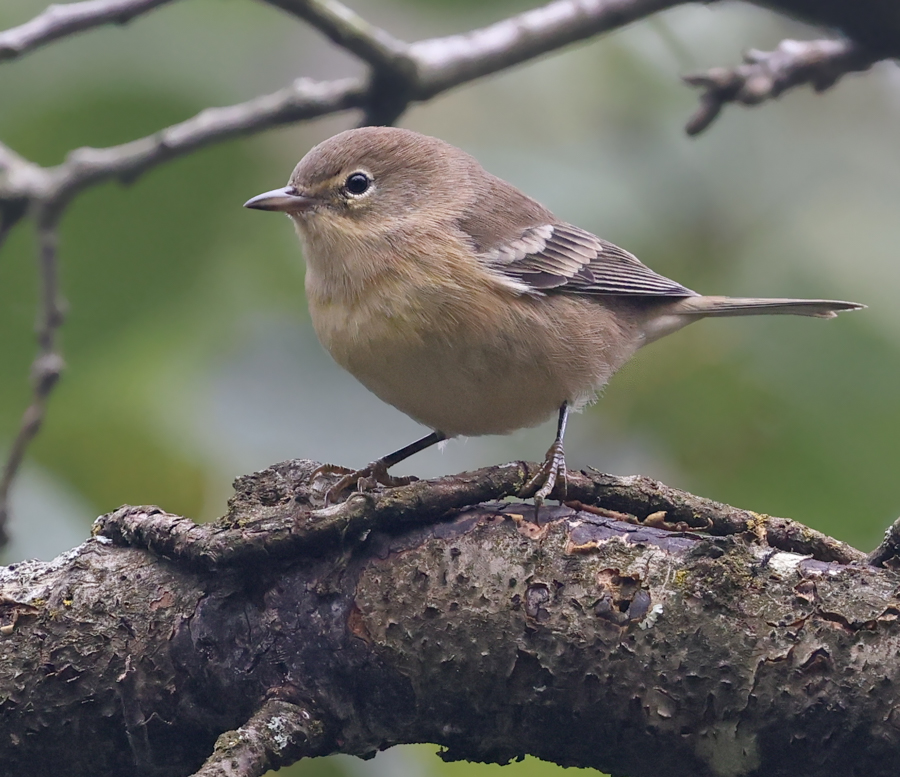 Pine Warbler (1st Fall female)