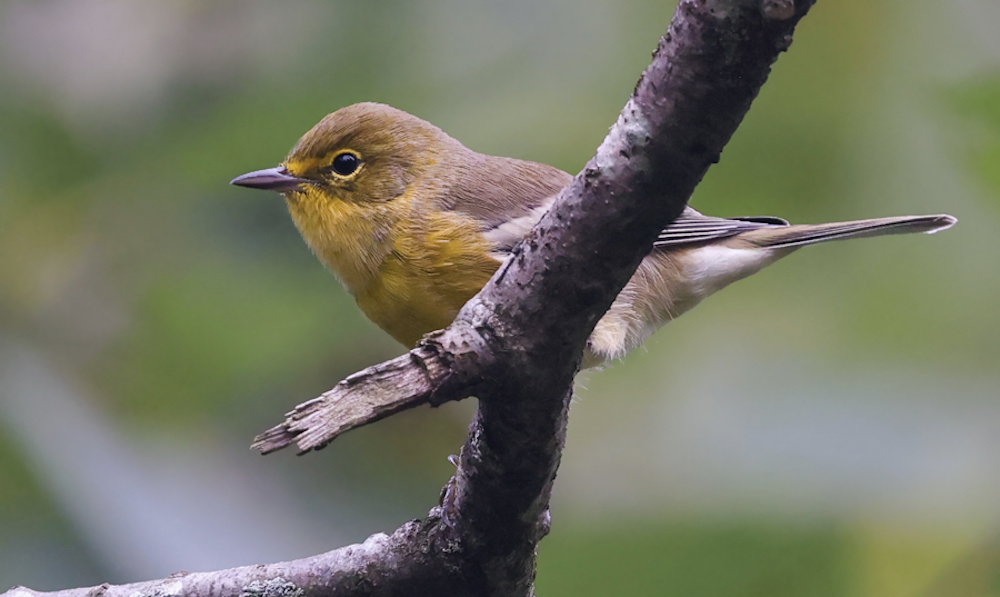 Pine Warbler