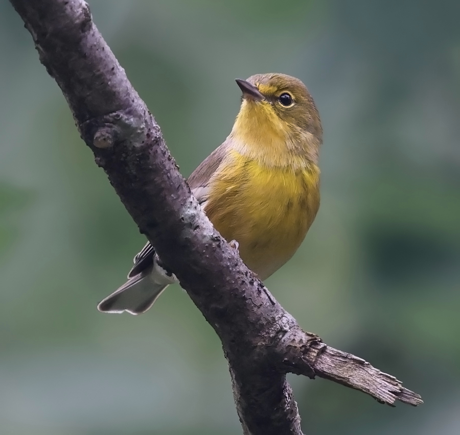 Pine Warbler