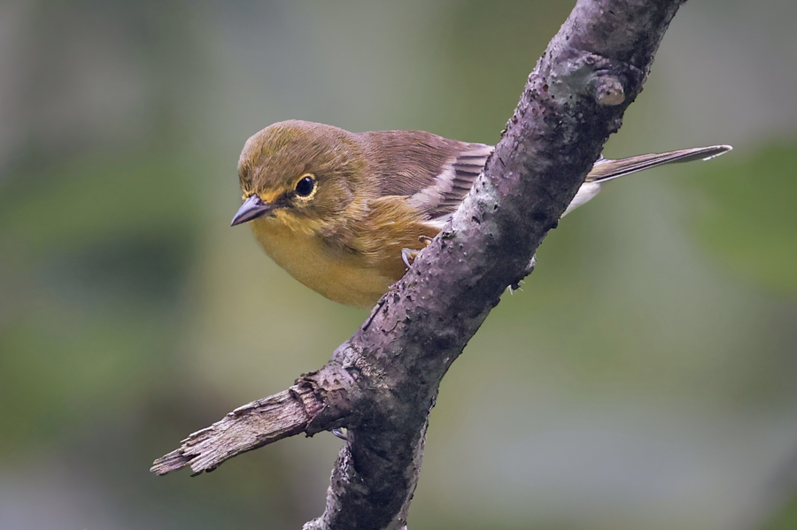 Pine Warbler