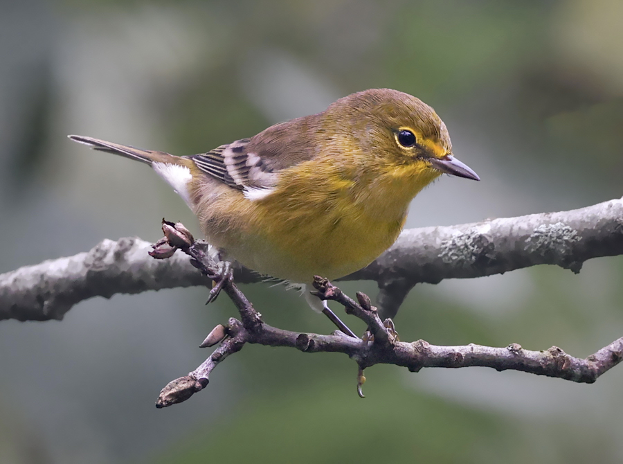 Pine Warbler